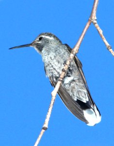 495 - BLUE-THROATED MOUNTAIN-GEM (4-26-13) south fork, cave creek, cochise co, az  (2)
