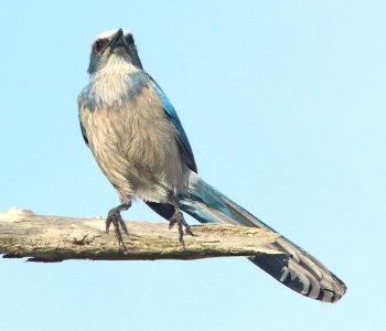 640 - FLORIDA SCRUB-JAY (2-24-13) kissimmee lake state park, osceola co, fl (5) photo