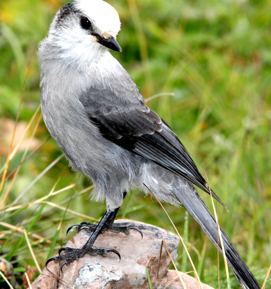 634 - CANADA JAY (8-24-12) dunton meadow, near lizard head, dolores co, co  (9)