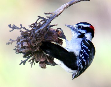 535 - DOWNY WOODPECKER (1-7-07) morro bay, slo co, ca (1)