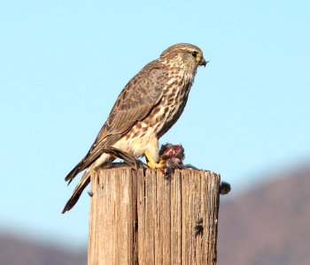 551 - MERLIN (11-25-10) san rafael grasslands, scc, az  (2)