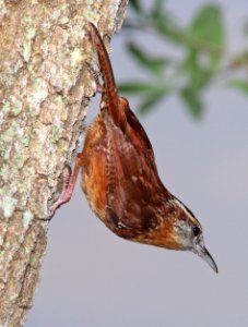 697 - CAROLINA WREN (2-22-13) kissimmee prairie state park, ocheechobee co, fl photo