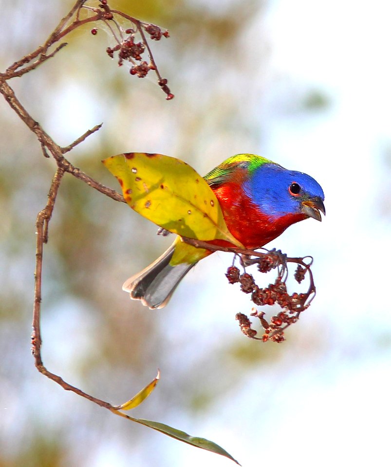 926 - PAINTED BUNTING (3-12-13) everglades national park, monroe co, fl  (7)