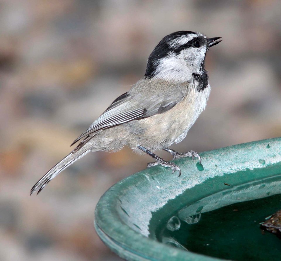 673 - MOUNTAIN CHICKADEE (8-17-10) los alamos, nm  (6)