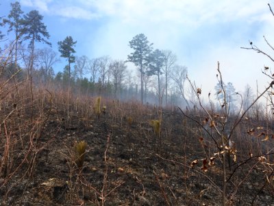 Controlled burn to restore mountain longleaf pine in northwest Georgia - 170317-FS-Chattahoochee-Oconee-SB-036