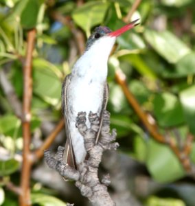 511 -  VIOLET-CROWNED HUMMINGBIRD (9-3-10) patton's, patagonia, scc, az - (3)