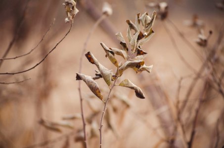 Dried Brush