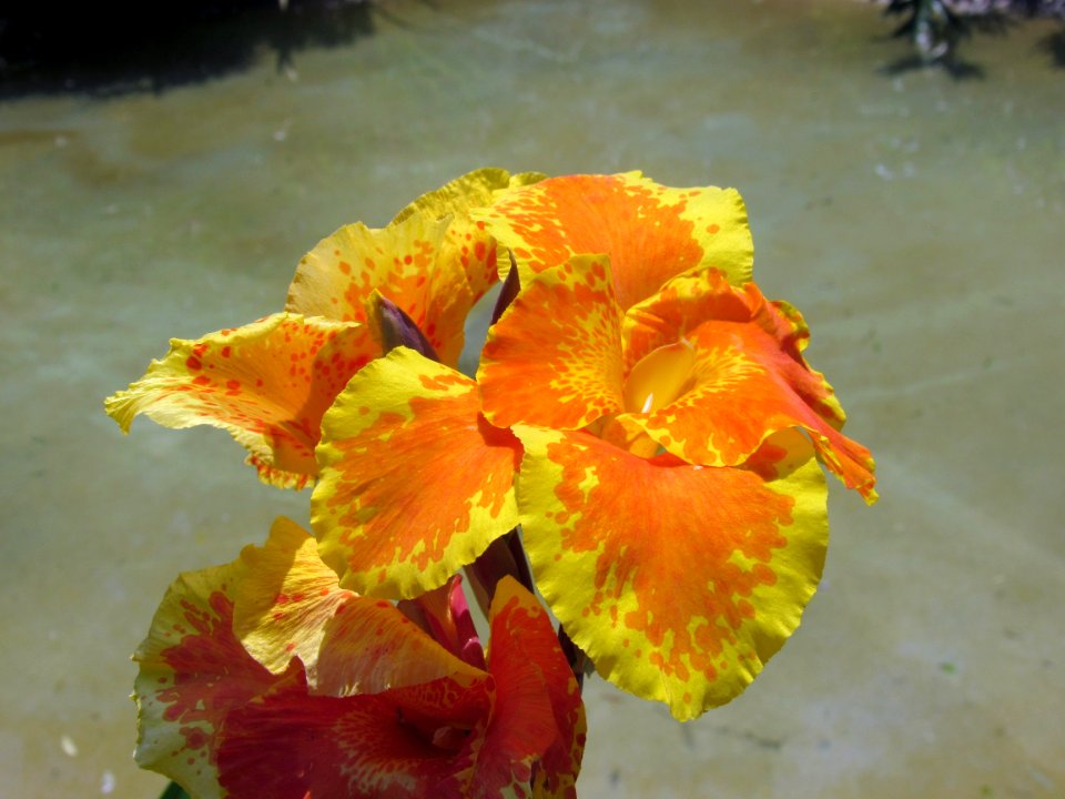 IMG 4553 (2)