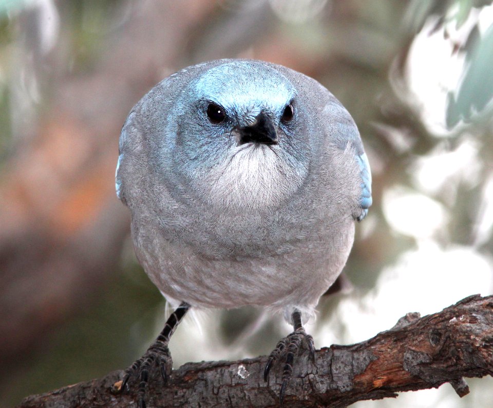 643 - MEXICAN JAY (12-23-10) - (4)