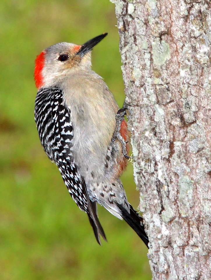 527 - RED-BELLIED WOODPECKER (3-1-13) eagle lakes water reclamation facility, collier co, fl