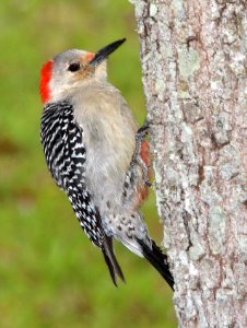 527 - RED-BELLIED WOODPECKER (3-1-13) eagle lakes water reclamation facility, collier co, fl