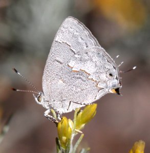 MINISTREAK, LEDA (Ministrymon leda) (10-26-12) winter form, harshaw creek rabbitbrush, scc, az
