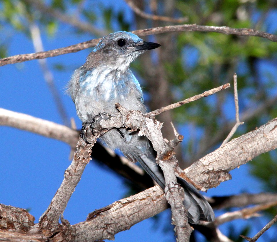 642 - WOODHOUSE'S SCRUB-JAY (9-1-10) french joe cyn, whetstone mts, az