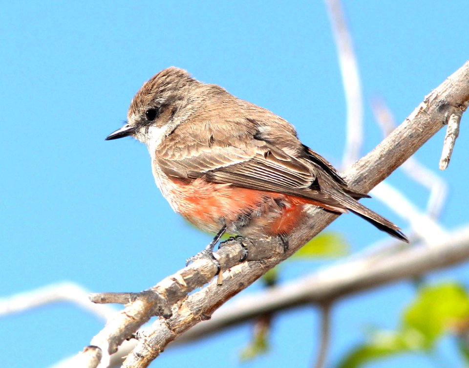 589 - VERMILION FLYCATCHER (4-20-13) patagonia-sonoita creek preserve, scc az (2)