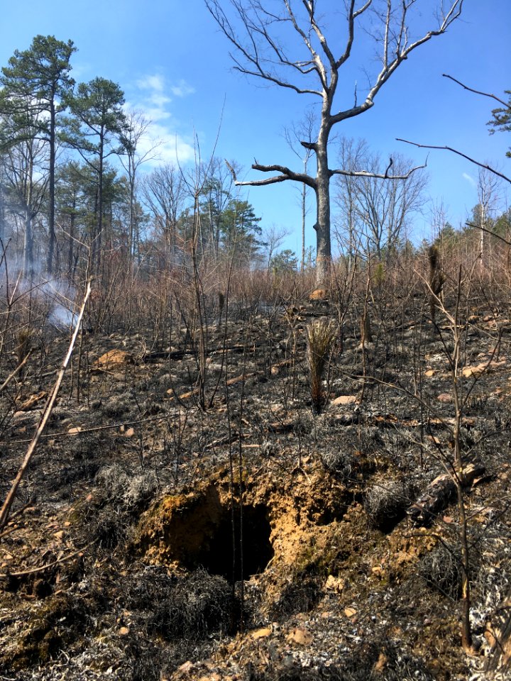 Controlled burn to restore mountain longleaf pine in northwest Georgia - 170317-FS-Chattahoochee-Oconee-SB-042