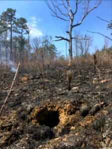 Controlled burn to restore mountain longleaf pine in northwest Georgia - 170317-FS-Chattahoochee-Oconee-SB-042