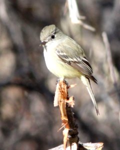 582 - DUSKY FLYCATCHER (2-16-12) patagonia lake, scc, az -01