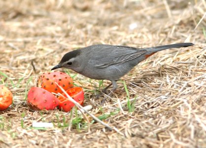 760 - GRAY CATBIRD (11-18-08) morro rock, slo co, ca (2)