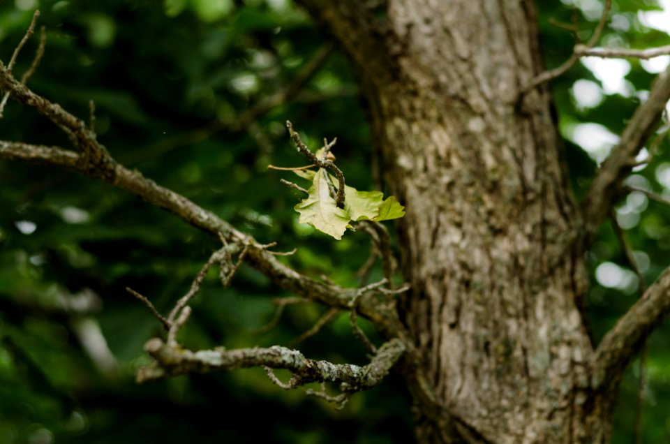 Oak Leaf