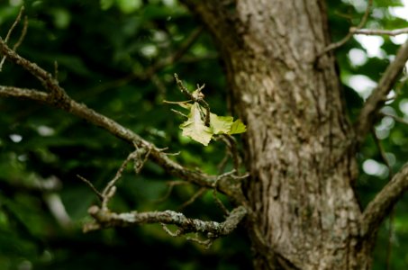 Oak Leaf photo