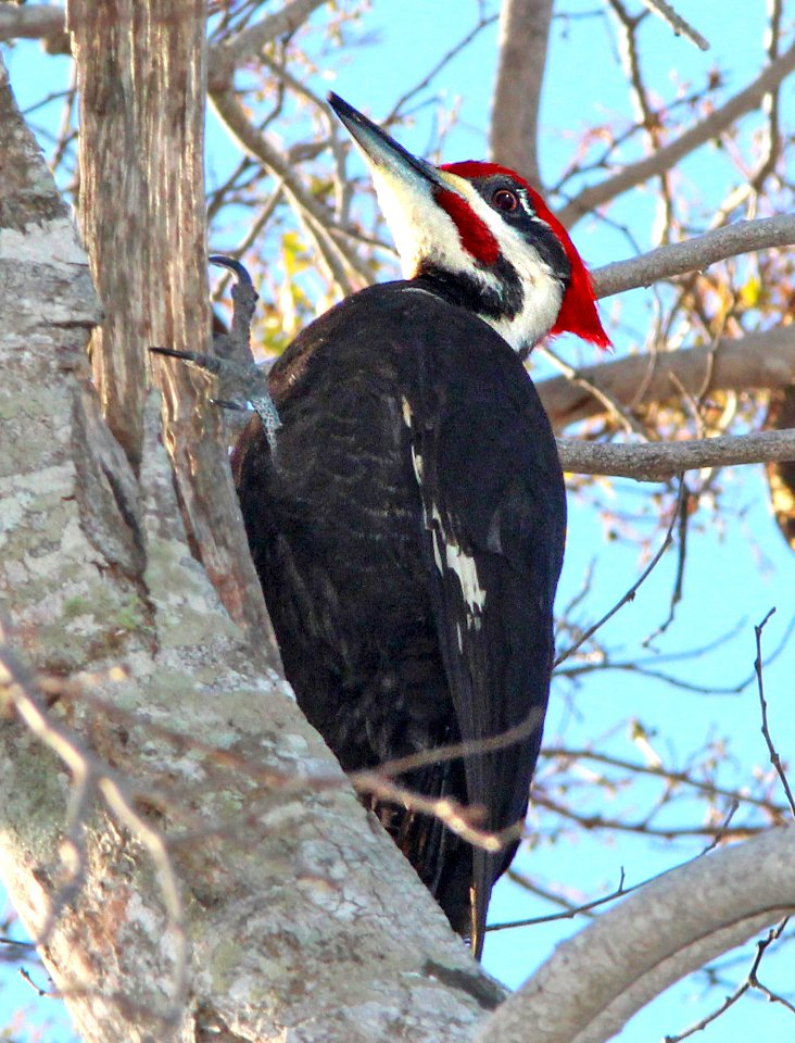 544 - PILEATED WOODPECKER (3-5-13) everglades national park, dade co, fl  (3)