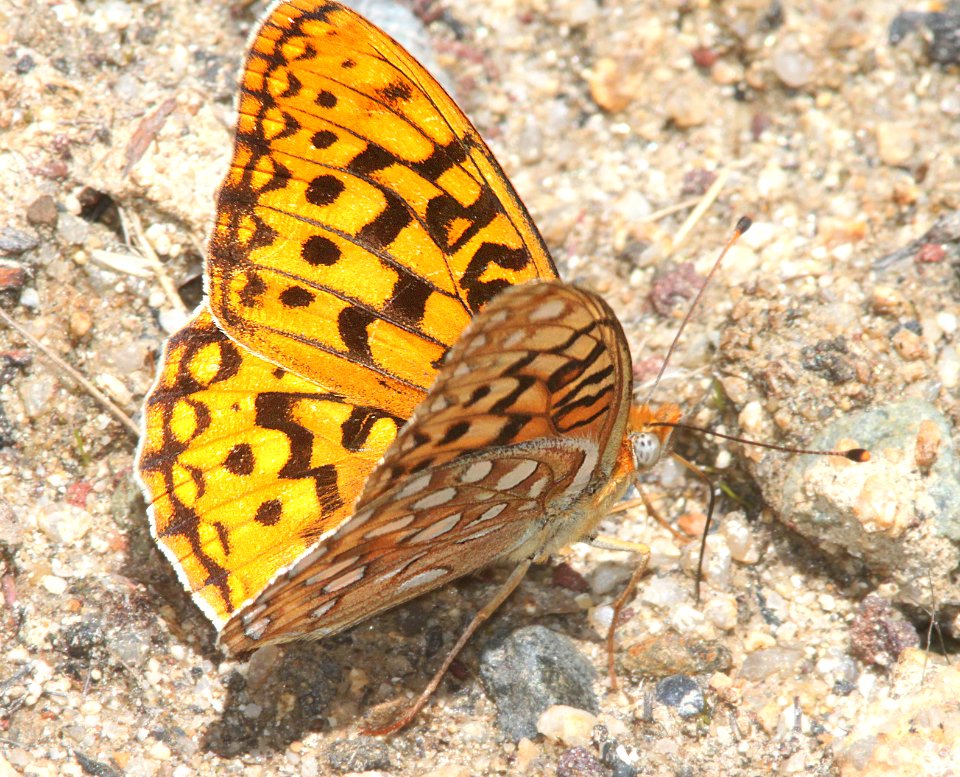 FRITILLARY, CORONIS (Speyeria coronis) (6-18-12) upper salmon river area, siskiyou co, ca -02