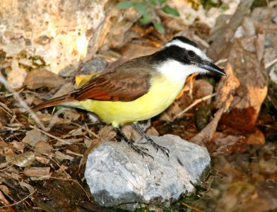 596 - GREAT KISKADEE  (1-9-09) frontera aud, weslaco, tx - Copy