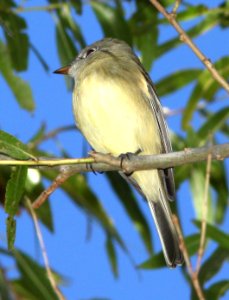 580 - HAMMOND'S FLYCATCHER (11-13-12) patagonia lake, scc, az -02