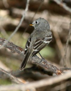 581 - GRAY FLYCATCHER  (9-13-10) patagonia lake state park, scc, az - (4)