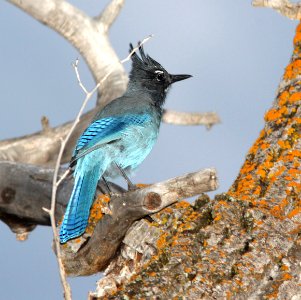 638 - STELLER'S JAY (8-20-12) just east of wolf creek pass, co  (1)