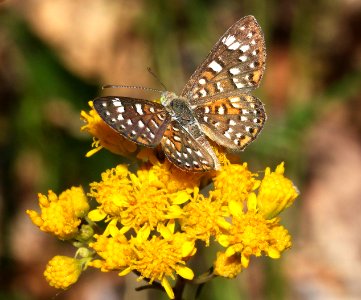 METALMARK, PALMER'S (Apodemia palmeri) (9-2-10) patagonia hills, scc, az  (1)