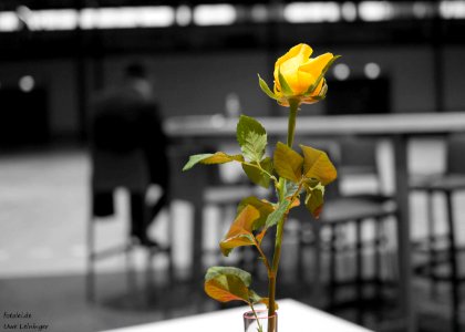 The yellow rose for the lonely man. photo