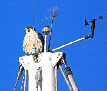 555 - PEREGRINE FALCON (11-21-07) morro bay, sloco, ca
