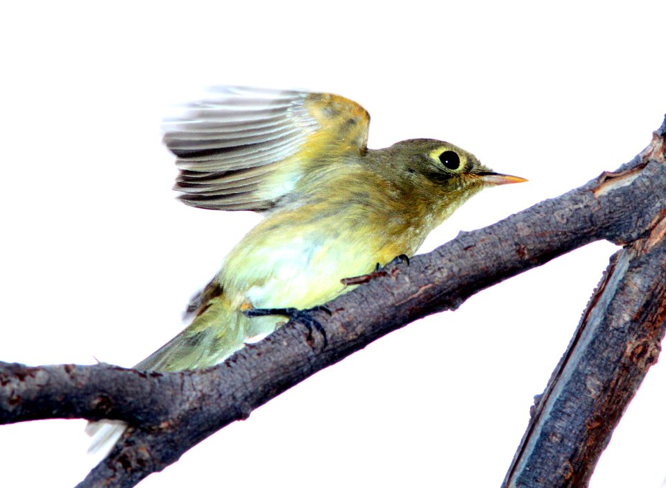583 - 584 - PACIFIC-SLOPE or CORDILLERAN FLYCATCHER (9-21-11) pena blanca lake, scc, az - (2)