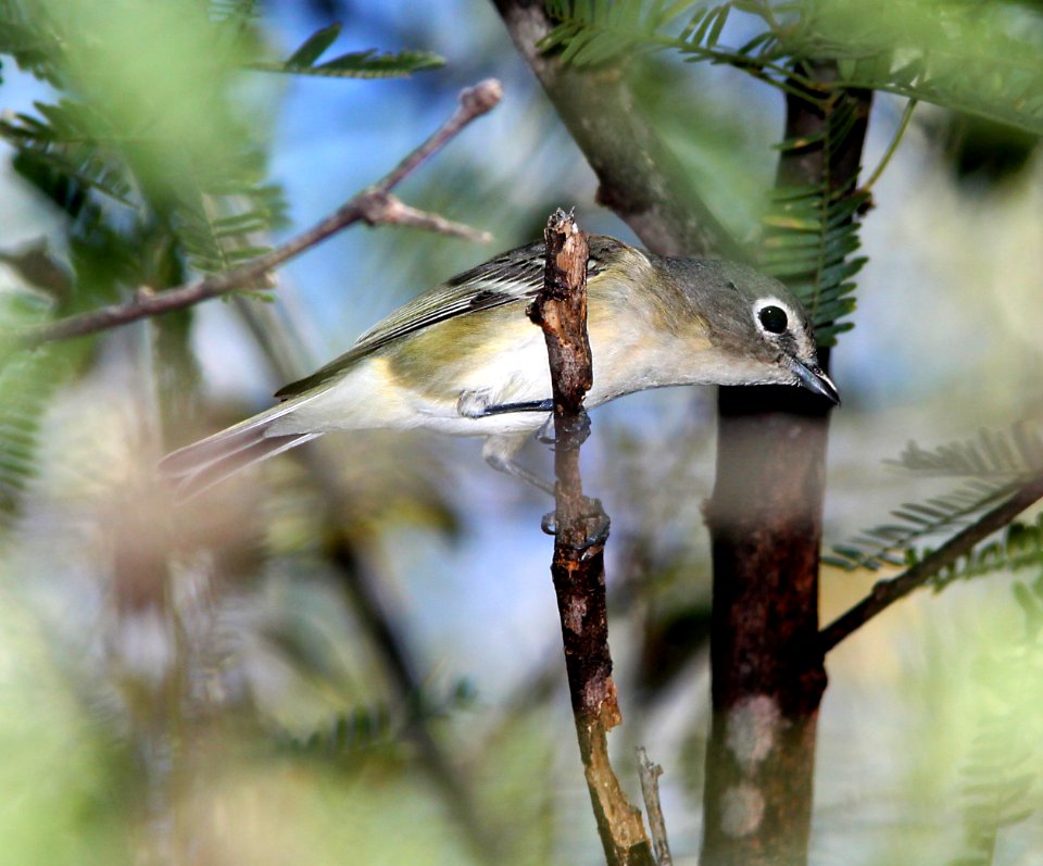 625 - CASSIN'S VIREO (10-3-10) pat lake state park, scc, az -01