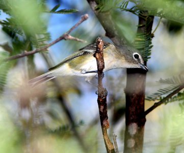 625 - CASSIN'S VIREO (10-3-10) pat lake state park, scc, az -01