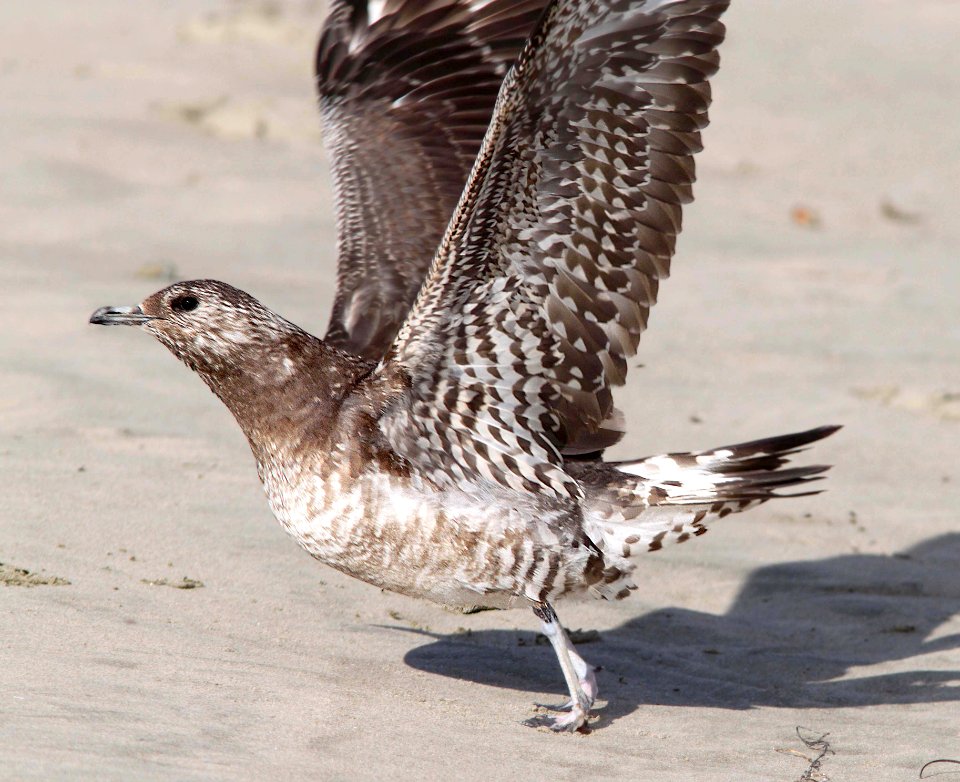 397 - PARASITIC JAEGER (11-27-12) juv., strand beacch, morro bay, slo co, ca  (4)