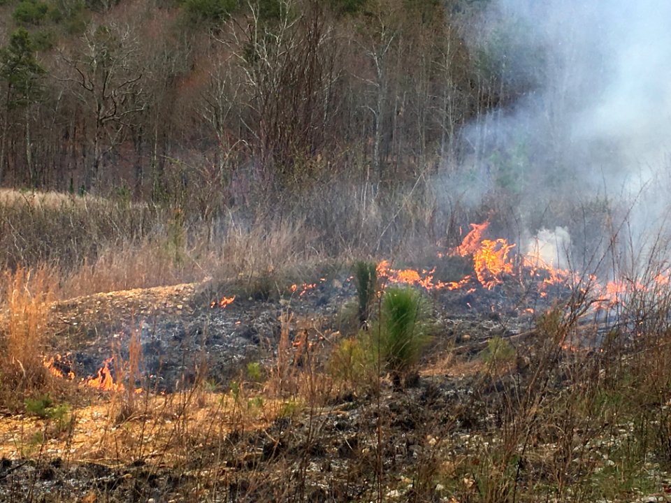 Controlled burn to restore mountain longleaf pine in northwest Georgia - 170317-FS-Chattahoochee-Oconee-SB-015