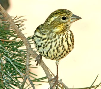 963 - CASSIN'S FINCH (5-3-08) female, torrey, wayne co, ut (1)