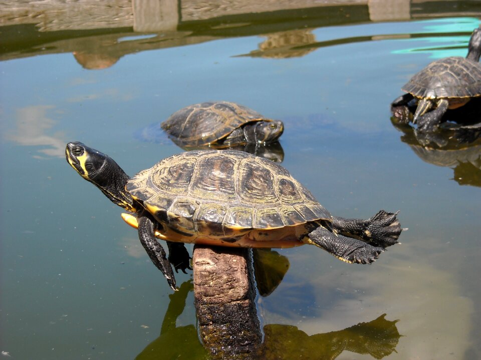 Reptiles pond sunbathing
