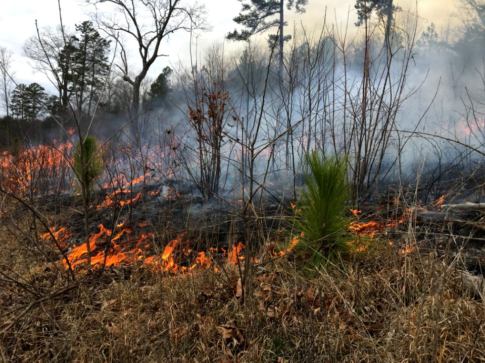 Controlled burn to restore mountain longleaf pine in northwest Georgia - 170317-FS-Chattahoochee-Oconee-SB-003