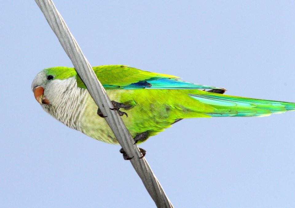 559 - MONK PARAKEET (3-24-13) corner 54th st and Ave S, galveston, tx (3)