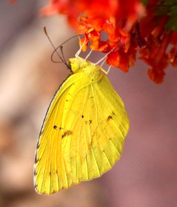 YELLOW, BOISDUVAL'S (Eurema boisduvaliana) (9-2-12) 78 circulo montana, patagonia lake ranch estates, scc, az  (2)
