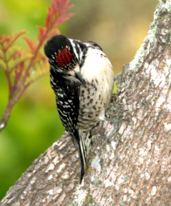 534 - NUTTALL'S WOODPECKER (5-27-09) canet rd, slo co, ca (5)