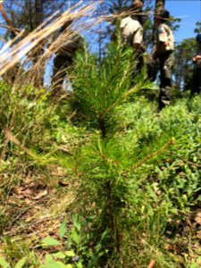 20190627-FS-CONF-Fire Learning Network field tour at Tallulah Gorge State Park