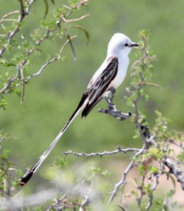 610 - SCISSOR-TAILED FLYCATCHER (4-17-12) near laredo, tx  (4)