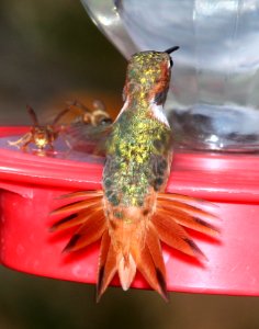505 - ALLEN'S HUMMINGBIRD (7-25-11) 78 circulo montana, patagonia lake ranch estates, scc, az - (6)