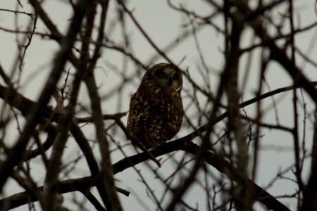 Short Eared Owl photo