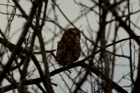 Short Eared Owl