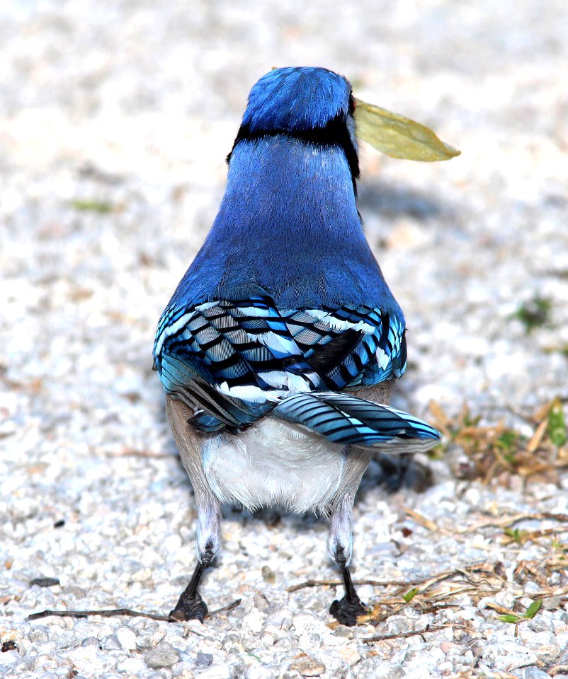 639 -BLUE JAY (2-20-13) sebastian inlet st park, indian river co, fl